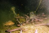 Sử dụng chất nhầy của cá hagfish làm sợi vải
