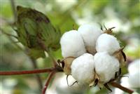 Tìm hiểu về vải sợi bông - cotton